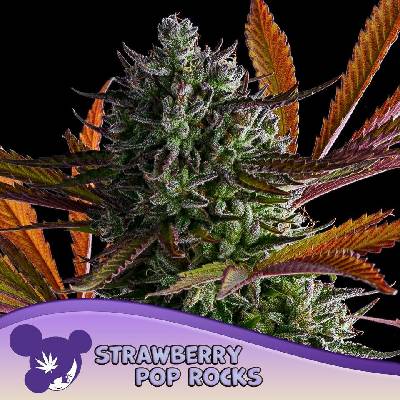 Anesia Seeds Strawberry Pop Rocks semena neobsahují THC 3 ks