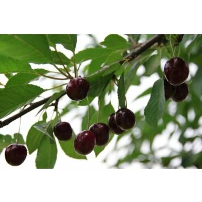 Višňa - čerešňa višňová (Prunus cerasus) ´DEBRECENI BOTERMO´ - stredne skorá, výška 120-150 cm, voľnokorenná