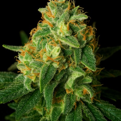 Propaganja Seeds Kashrut Auto semienka neobsahujú THC 5 ks