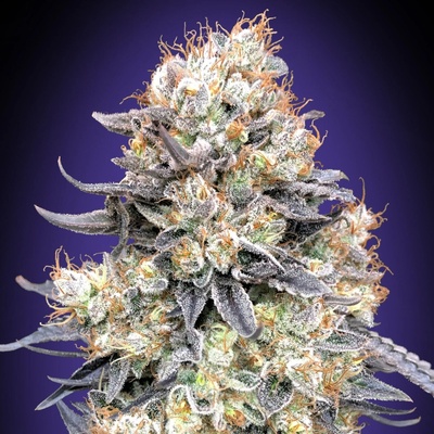 00 Seeds Bank Purple Punch Auto semienka neobsahujú THC 3 ks