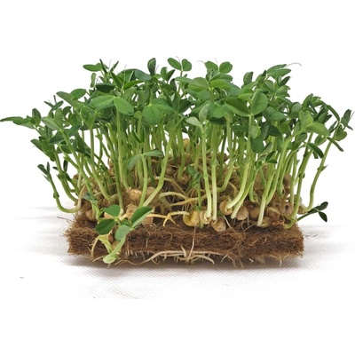 Tiny Greens Hrášek Bushy BIO semínka na klíčení a 100 g