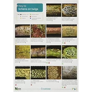Key to Lichens on Twigs | Diccon Alexander (ISBN: 9781851538843)
