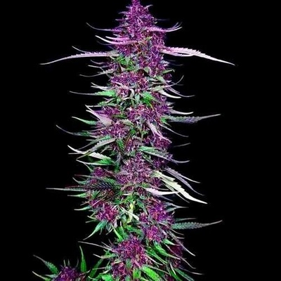 Spliff Seeds Purple Berry Kush semena neobsahují THC 5 ks