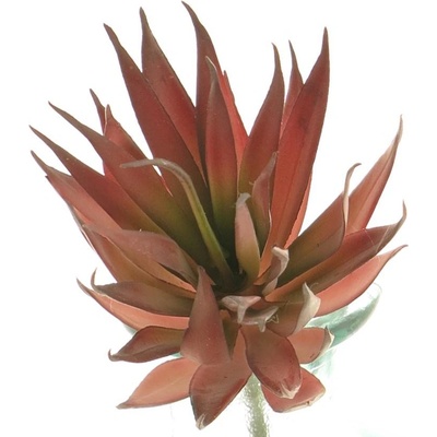 Agáve - Agave červená V18 cm