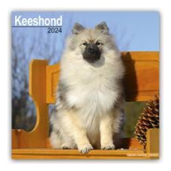 Keeshond Square Dog Breed Wall 16 Month 2024