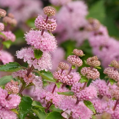 Ořechokřídlec "Camara Pink Impr."