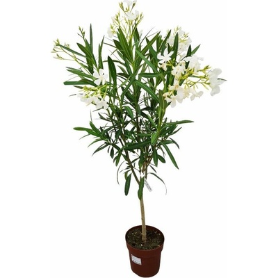 Oleander biely na kmienku Soeur Agnes 80-100cm, kont. 5 l
