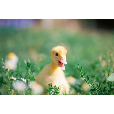 DIMEX ART Флизелинов фототапет жълто пате 375 x 250 см