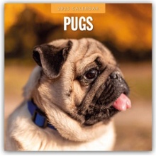 Pugs Mops 16-Monats 2025