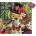 Anatolian - Puzzle Blooming Baron 1024 - 1 000 piese