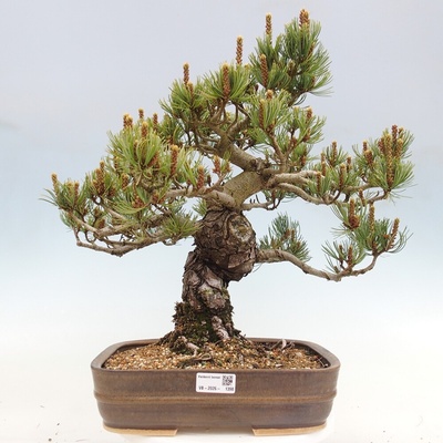 e-bonsai Venkovní bonsai - Pinus parviflora - Borovice drobnokvětá