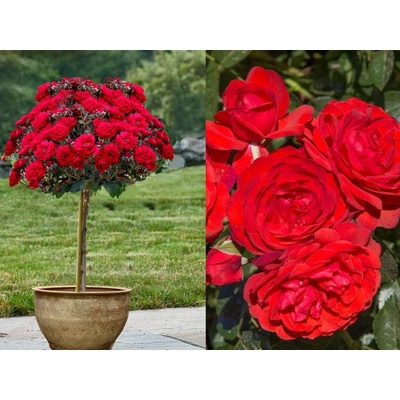 Ruža stromčeková Scarlet Bonica na 50-60 cm kmienku, výška 80-100 cm, kvetináč 10 l
