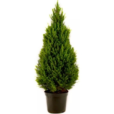 Picea glauca conica 23x70 cm