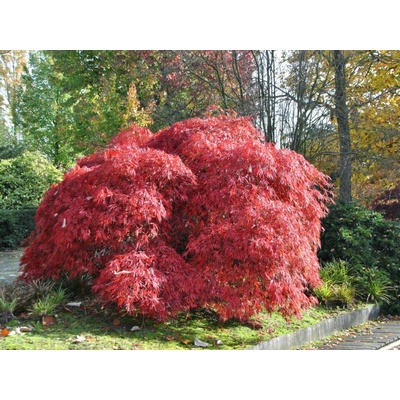 Javor dlaňolistý DISSECTUM GARNET 50-60 cm minikmeň, kont. 7 l