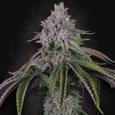 Paradise Seeds Velvet Mist semienka neobsahujú THC 3 ks