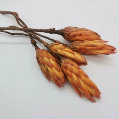 Protea repens orange big - 20ks