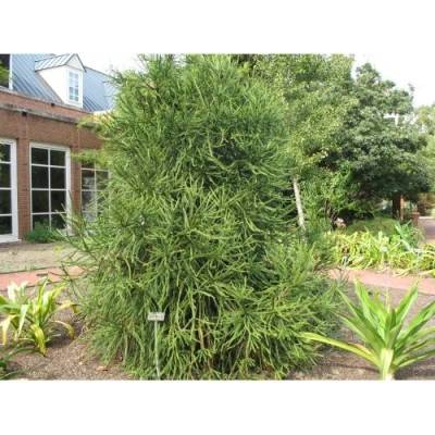 Kryptoméria japonská (Cryptomeria japonica) 'ARAUCARIOIDES' - výška 40-60 cm, kont. C3L (-30°C)