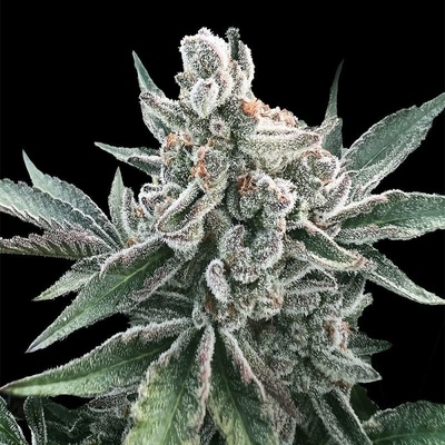 Silent Seeds Polar Gelato AUTO semena neobsahují THC 3 ks