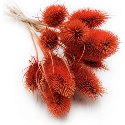 mech-mech.cz Sušený Bodlák - Oranžový – Zboží Mobilmania