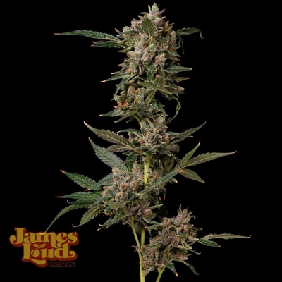 James Loud Genetics Petrol Pop semienka neobsahujú THC 5 ks