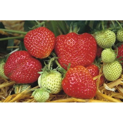 Jahoda BIO 'Honeoye' FloraSelf Floralie Gardening with kids květináč Ø 9 cm, raná odrůda