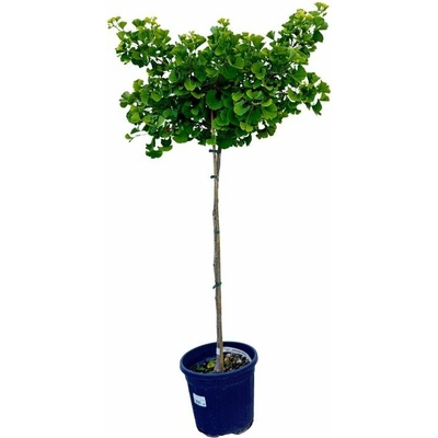 Ginko dvojlaločné Mariken na 80-90 cm kmienku, výška 120-130 cm, kvetináč 15 l