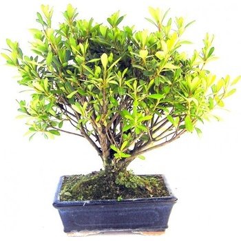 bonsai - pěnišník, azalka (rhododendron) 224-M
