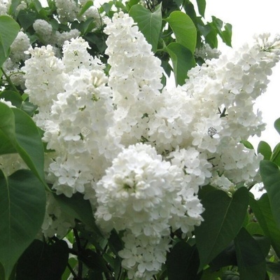 Šeřík obecný – Syringa vulgaris 'Stepman'