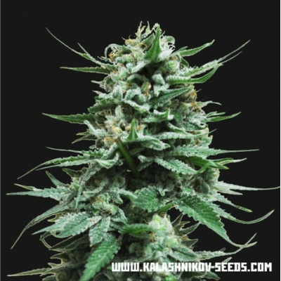 Kalashnikov Seeds Northern Russian AUTO semena neobsahují THC 3 ks