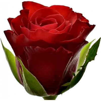 Červená růže RED RIBBON 50cm (L)