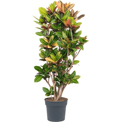 Croton (codiaeum) petra Branched Pots. 34 cm v.170 cm