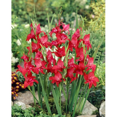 Gladiola nanus 'Robinetta' 5 ks