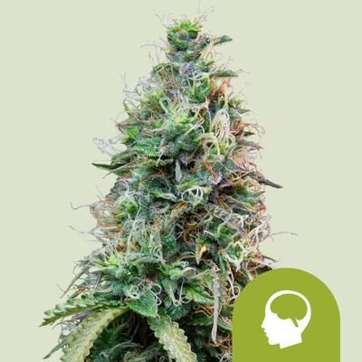 Royal Queen Seeds Amnesia Haze Automatic semena neobsahují THC 1 ks – Zboží Dáma