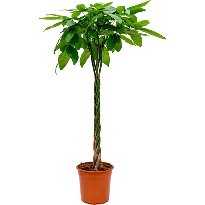 Pachira aquatica Stem braided 30x170 cm