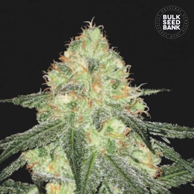 Bulk Seed Bank Auto Sour Diesel semienka neobsahujú THC 100 ks