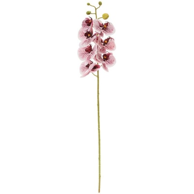 KS ORCHIDEA PHALAENOPSIS BIELO-BORDOVÁ 73CM
