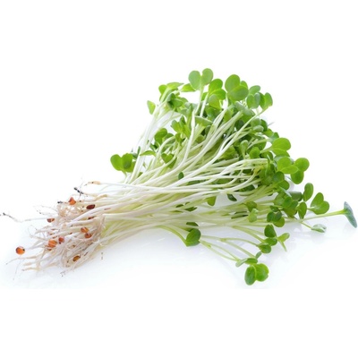 Sonnentor Alfalfa semínka BIO na klíčení - 120 g