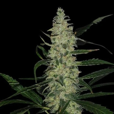 Spliff Seeds Super Skunk regular semienka neobsahujú THC 5 ks