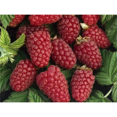 Malinočernica Tayberry, výška 30-40 cm, kvetináč 13 cm