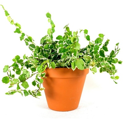 Gardners Ficus pumila variegata, průměr 8,5 cm Fíkus droboučký