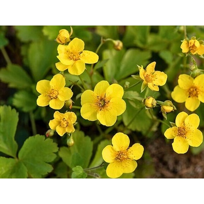 Waldsteinia ternata Velikost hrnku: 0,5lčerv
