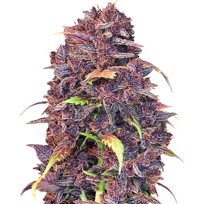 Fast Buds Purple Lemonade semienka neobsahujú THC 10 ks