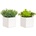 Bizzotto ИЗКУСТВЕНО РАСТЕНИЕ CARLEY 10x10x18 cm ЗЕЛЕНО (0172798)