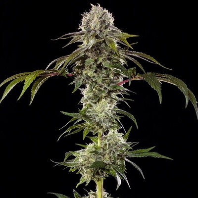 Barney´s Farm Durban Poison F1 Hybrid semena neobsahují THC 3 ks