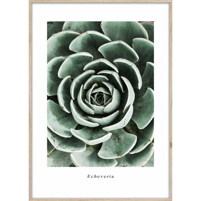 Obraz 50x70 cm Echeveria – Styler