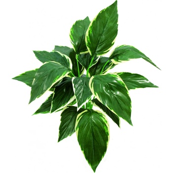 Hostaceae výhonek zeleno - bílá 50 cm