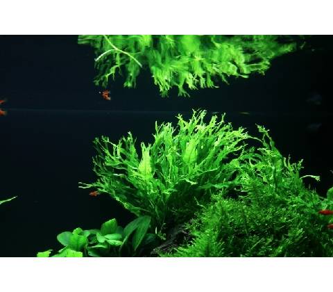 Microsorum pteropus Windelov