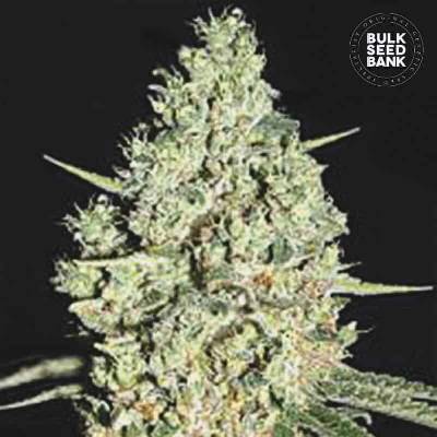 Bulk Seed Bank AUTO Critical semena neobsahují THC 10 ks