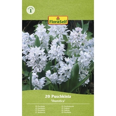 Puškinie ladoňkovitá FloraSelf 'Puschkinia Libanotica' 5/6 20 ks