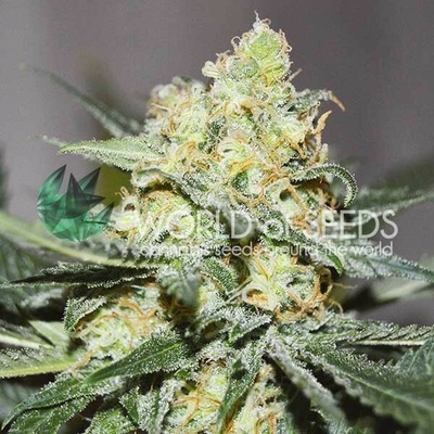 World of Seeds Afghan Kush x Skunk semienka neobsahujú THC 12 ks
